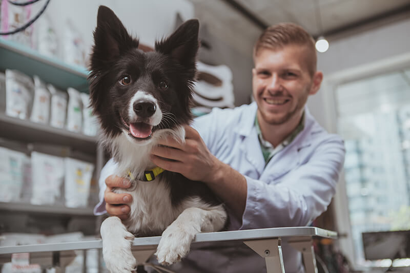 Hundeversicherung-mobile