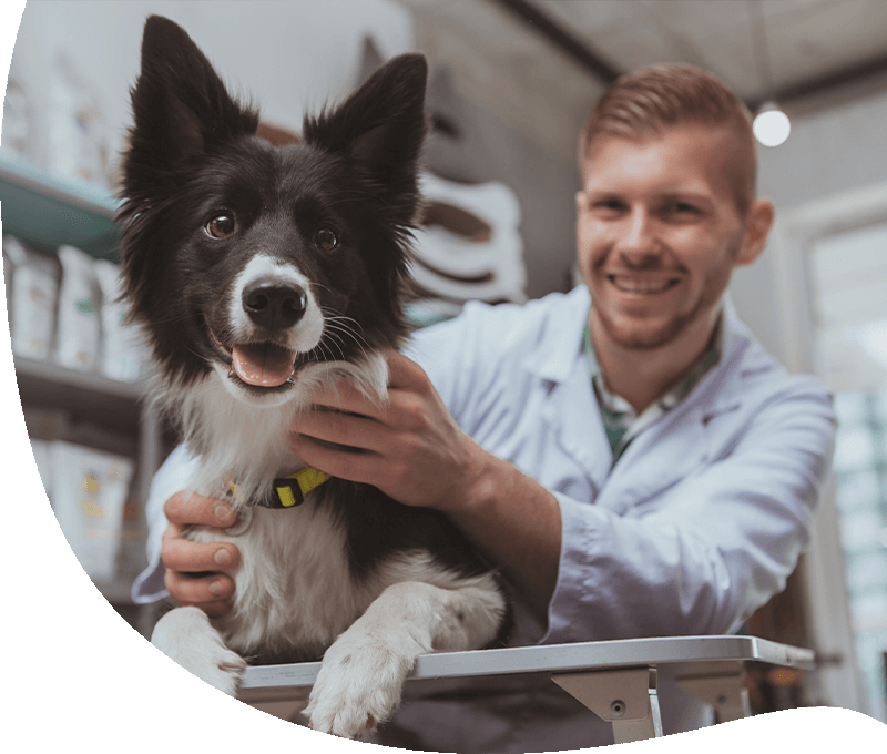 Hundeversicherung