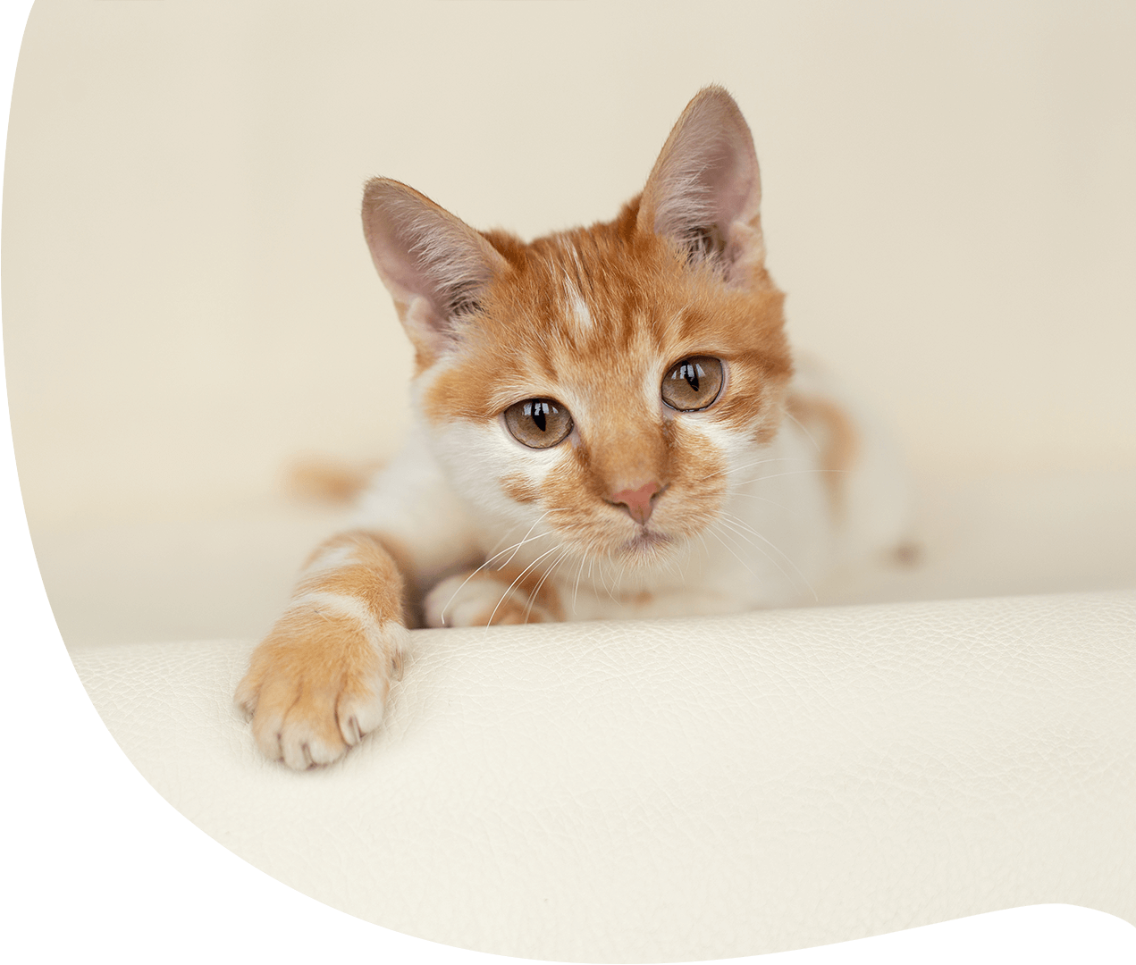 Katzenversicherung