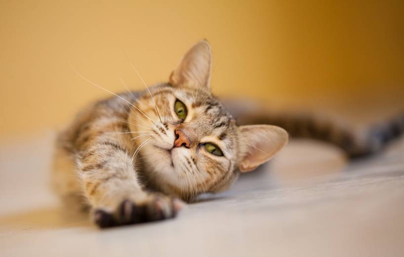 5 Tipps für Katzenerziehung