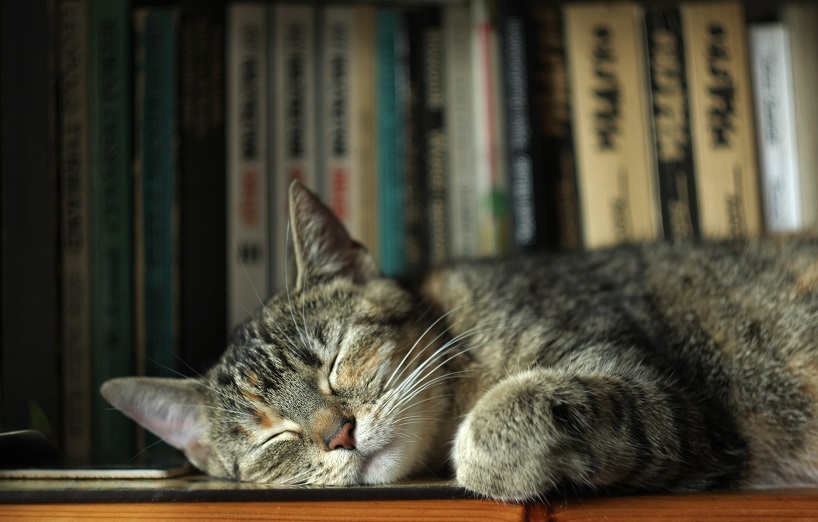 Buecher und katzen