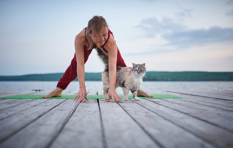 Katzen Yoga Werbung