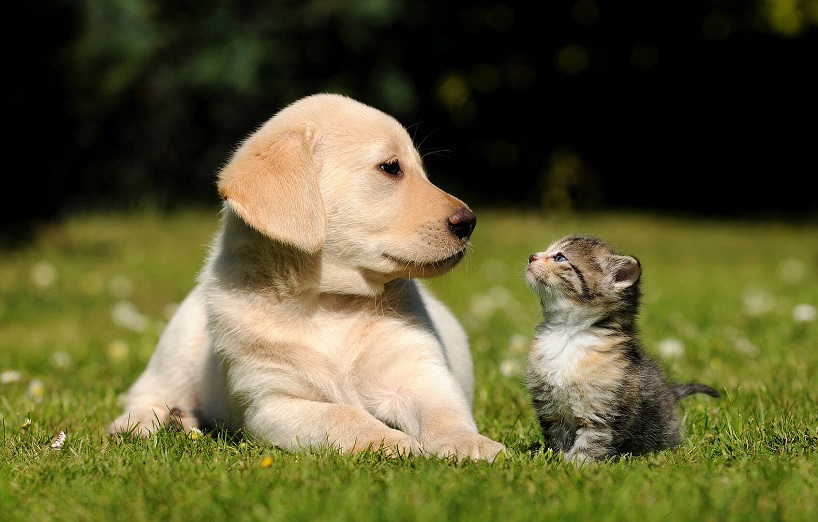 Alles über Hunde- und Katzenwelpen