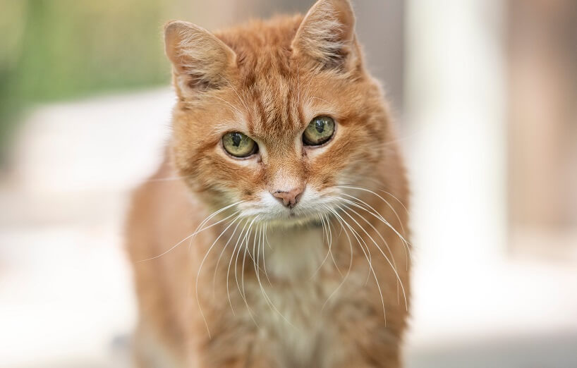 Altersflecken bei Katzen
