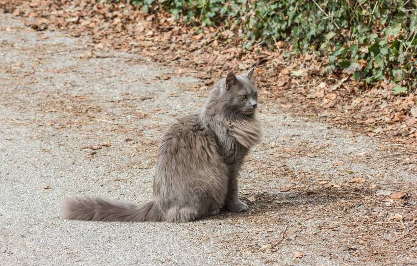 Angora Katze - Liebevolle Samtpfote