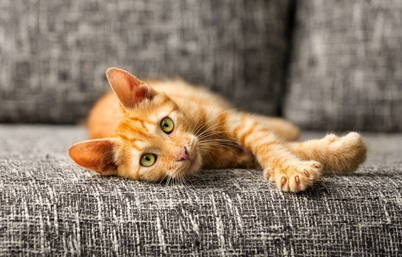 Anschaffung einer Katze