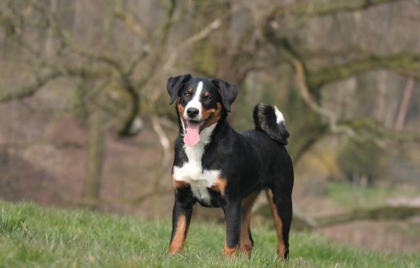 Appenzeller Sennenhund