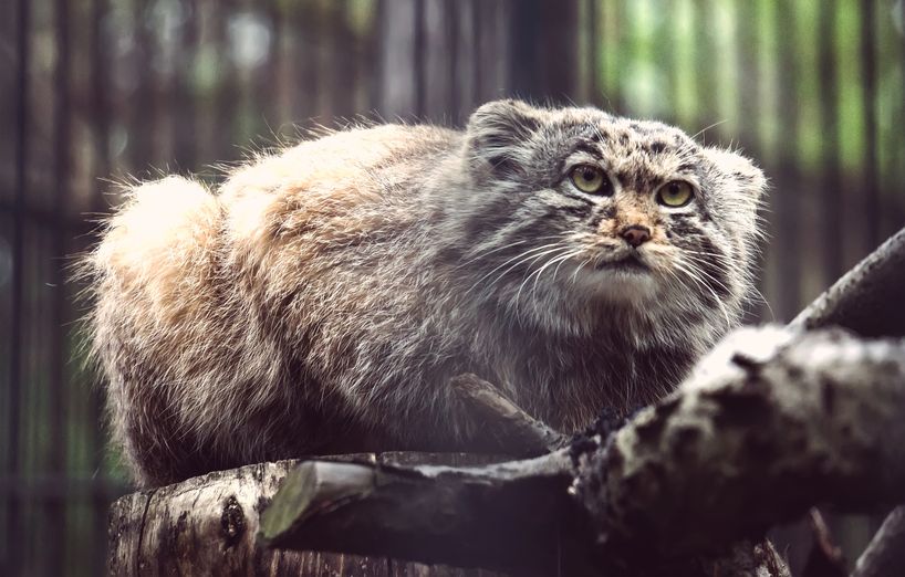 Manul Katze Haustier