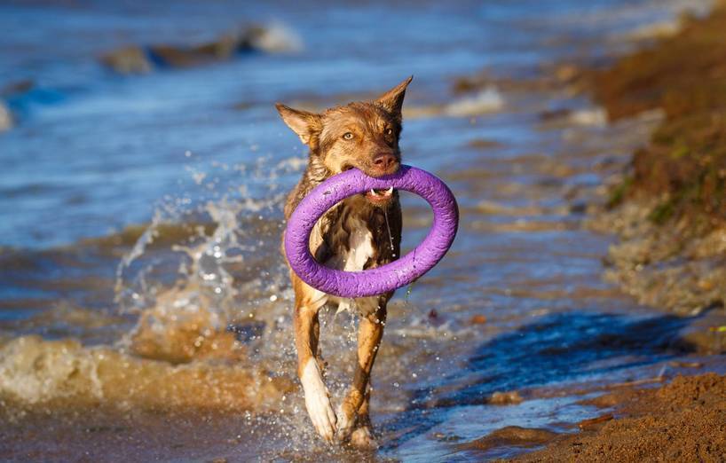 Australian Kelpie Agila