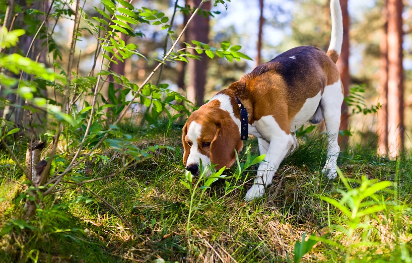 Beagle Hunderasse