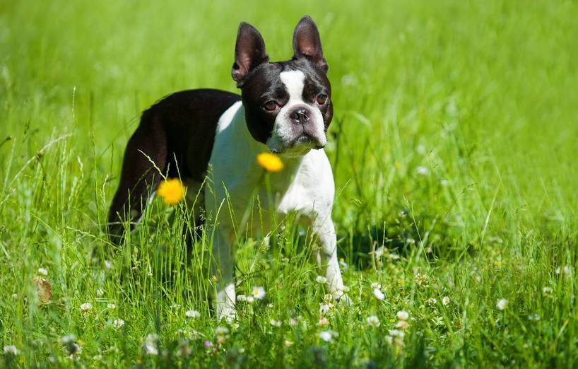 Hund Anhänger Bostons-Terrier Hund Fly Mit Blasen Auto Hängen