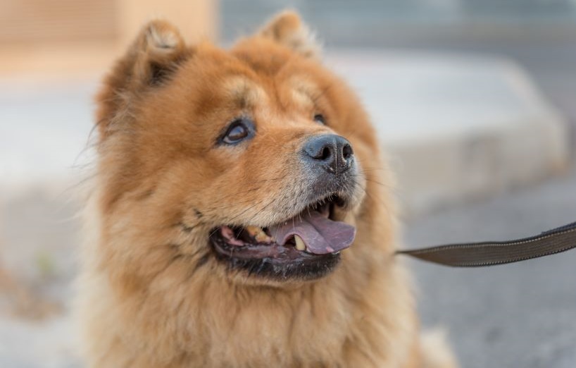 Chow Chow