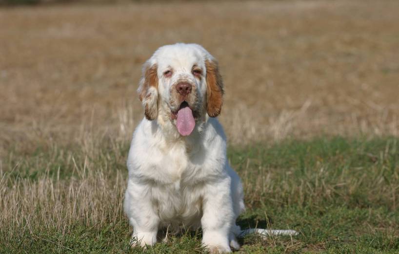 Clumber Spaniel