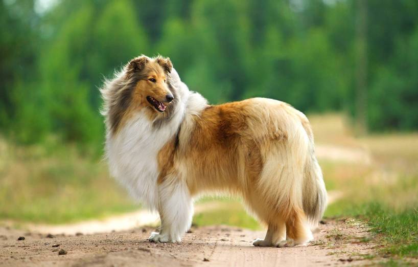 Collie Dogs For Sale In Ireland Collie Dogs For Sale In Ireland