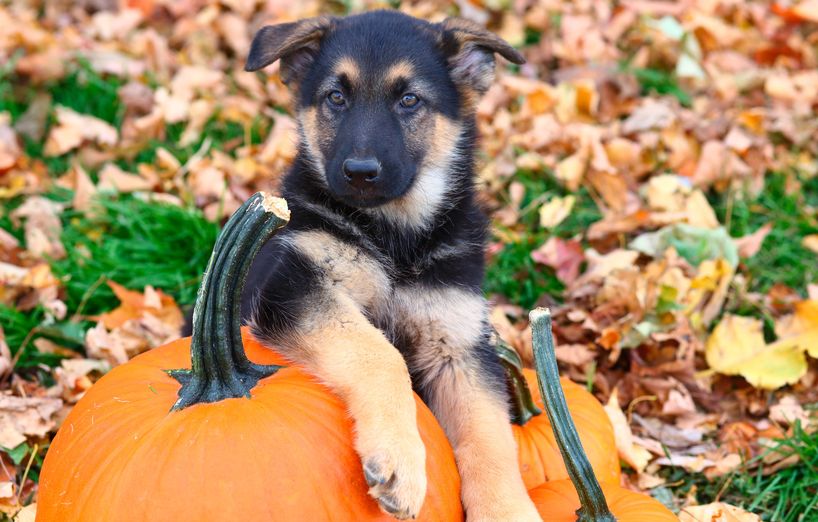 Kürbis Hund