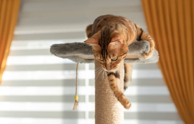 Katzen werfen Dinge runter