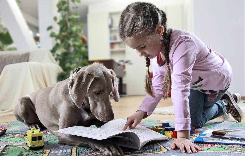 Das ABC der Hundetrainerfachsprache - Teil 2