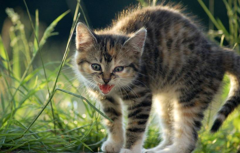 Katze Faucht Spielzeug An