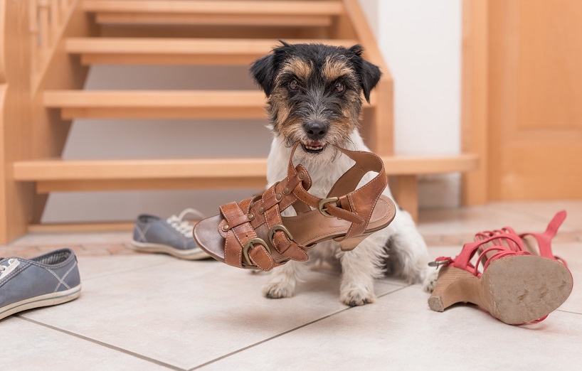 Hund kaut alles an Woran es liegt und was Sie tun können AGILA