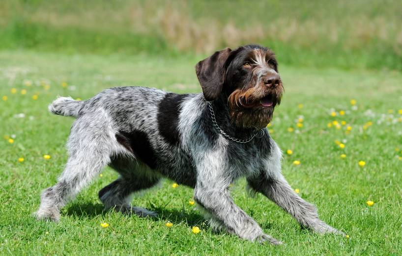 Dog Breeds Labrador Pointer Dog Breeds Labrador Pointer