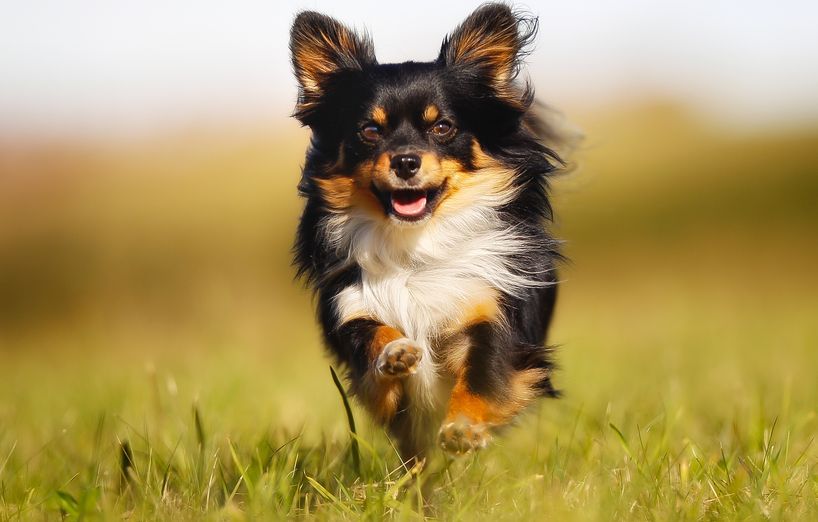 hundefotos