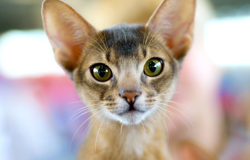 Die besten Tipps für gelungene Katzenfotos - AGILA