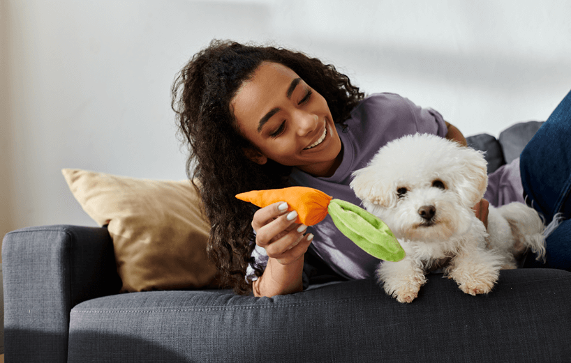 Junge Frau spielt lachend mit einem kleinen weißen Bichon Frisé auf dem Sofa 