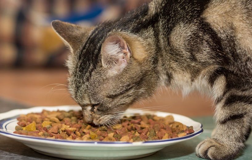 Wie Sie die Futtermenge bei Katzen richtig einschätzen AGILA