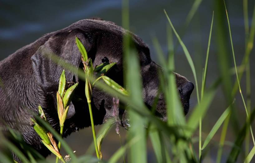Warum Fressen Hunde Gras