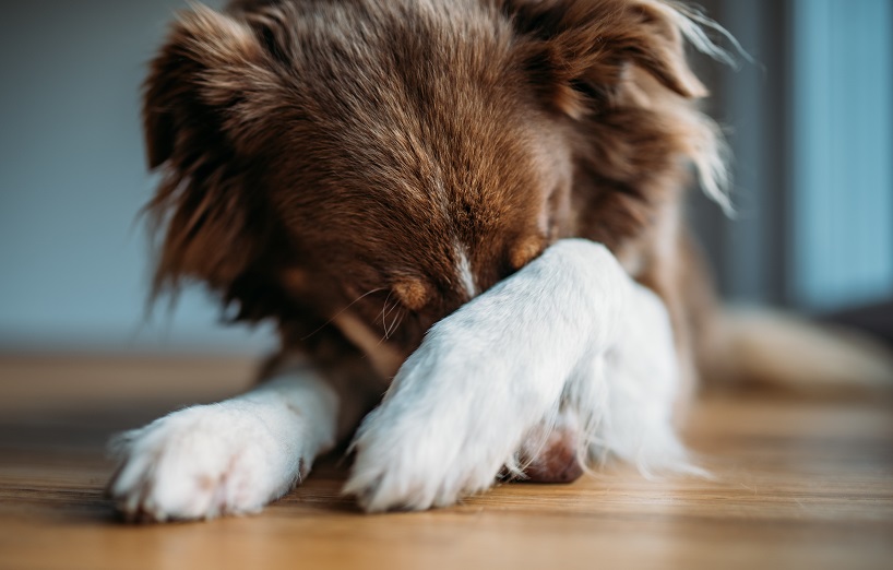 Tierallergie gegen Menschen