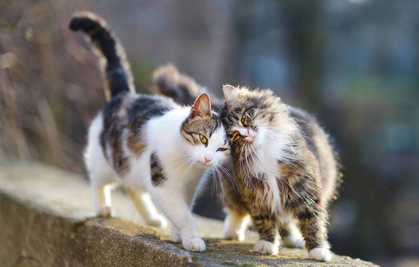 Eine Zweite Katze Ja Oder Nein Agila