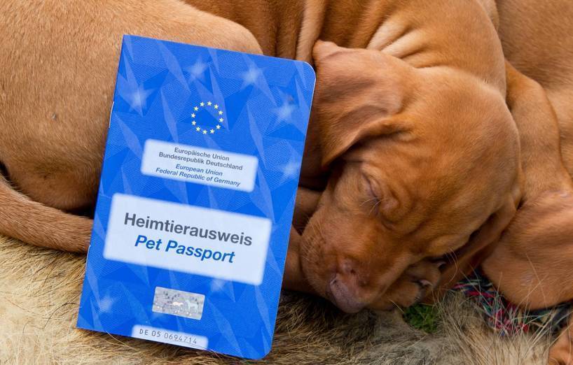Einreisebestimmungen für Hunde nach Frankreich