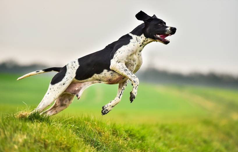 Pointer Hund