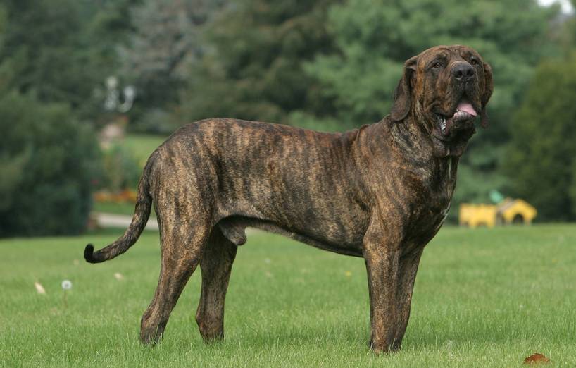 Dog Names For A British Bulldog Dog Names For A British Bulldog