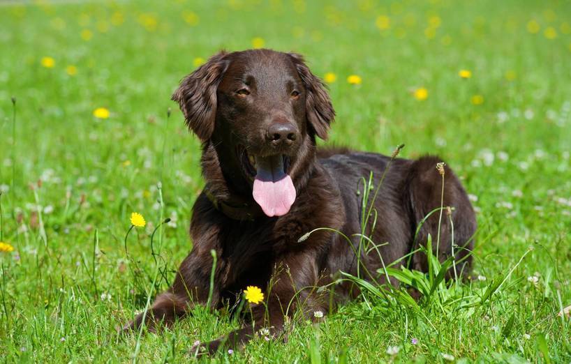Flat Coated Retriever Agila
