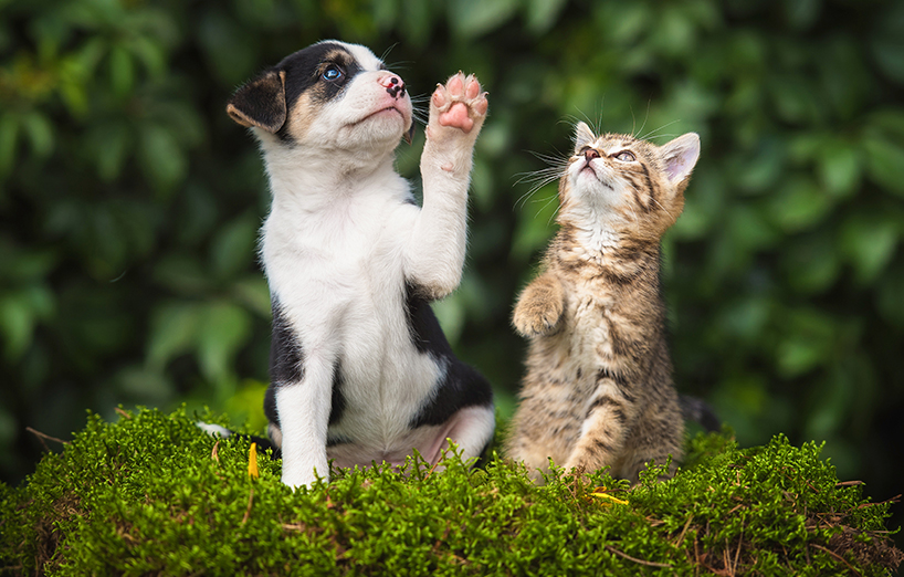 AGILA Gesundheitssets für Hunde und Katzengewinnen