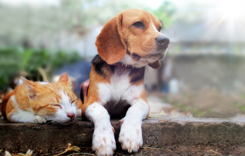 AGILA Frühlingsgewinnspiel 2022 für Hunde und Katzen