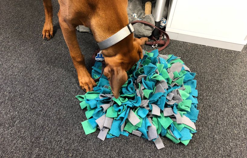 Hunde-Nasenarbeit: Schnüffelteppich