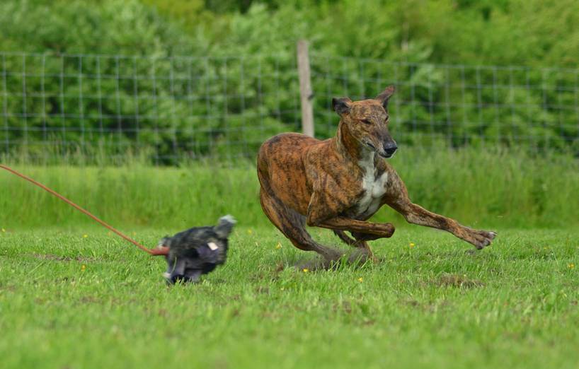 Galgo Espanol