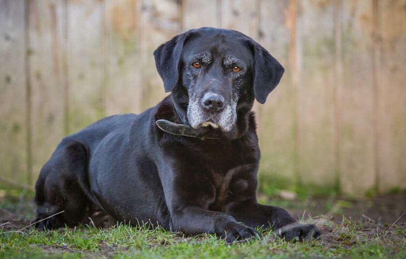 Demenzähnliche Symptome beim Hund - AGILA