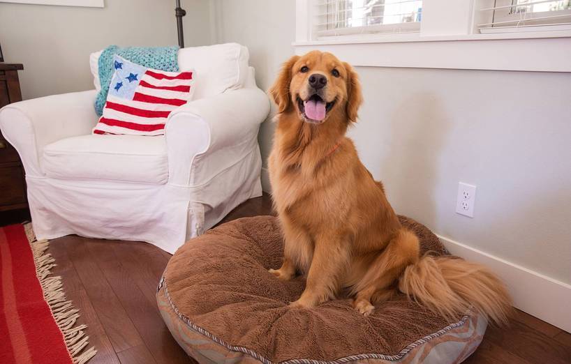bodenbelag wohnzimmer hund, geeigneter bodenbelag bei hundehaltung - agila, Design ideen