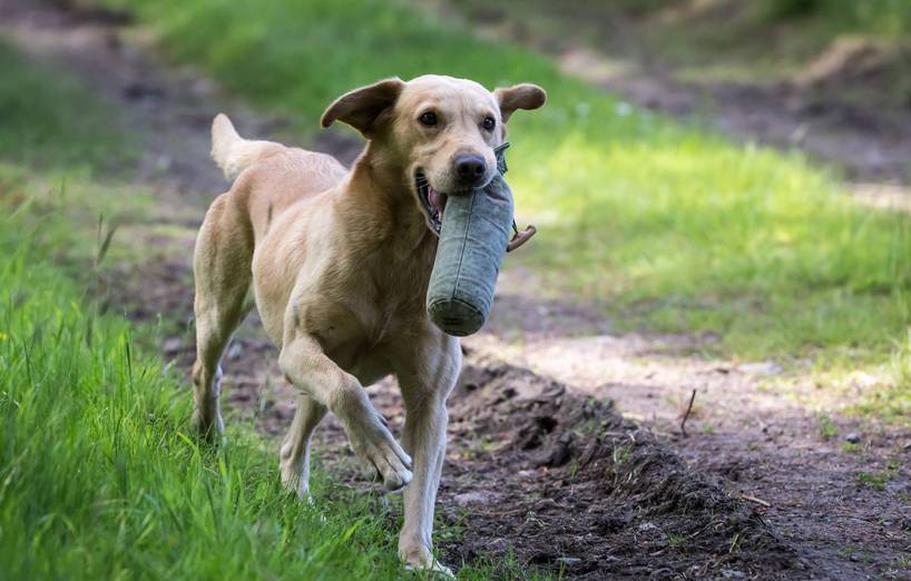 Geistiges Training für Hunde