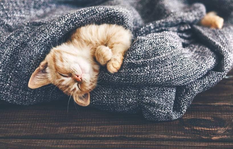 RelaxoCat