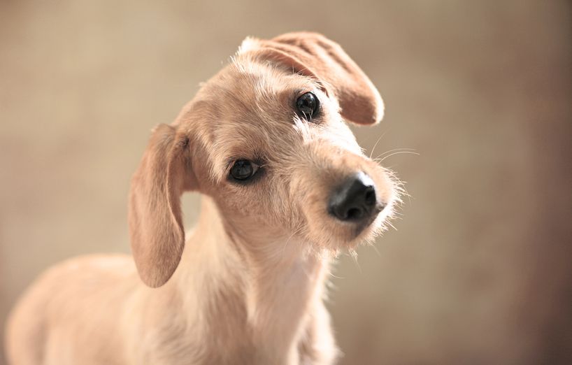 Ohrenentzündung Hund Hausmittel