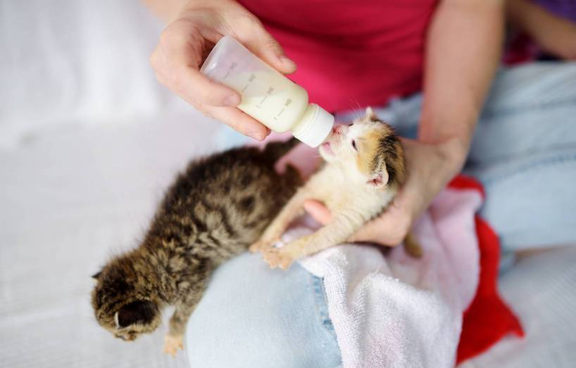 Handaufzucht Von Katzen Agila