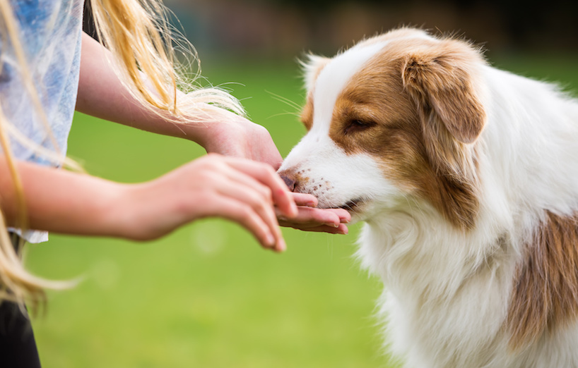 hund befriedigen hand Handfütterung beim Hund