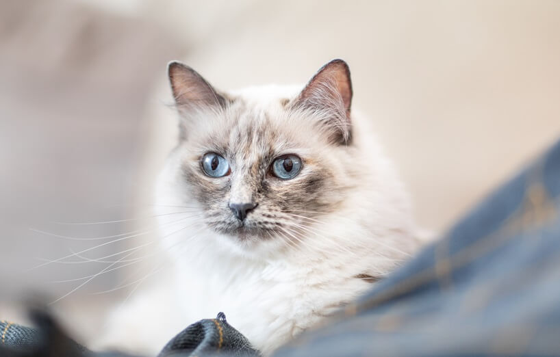 Katzenrasse Heilige Birma