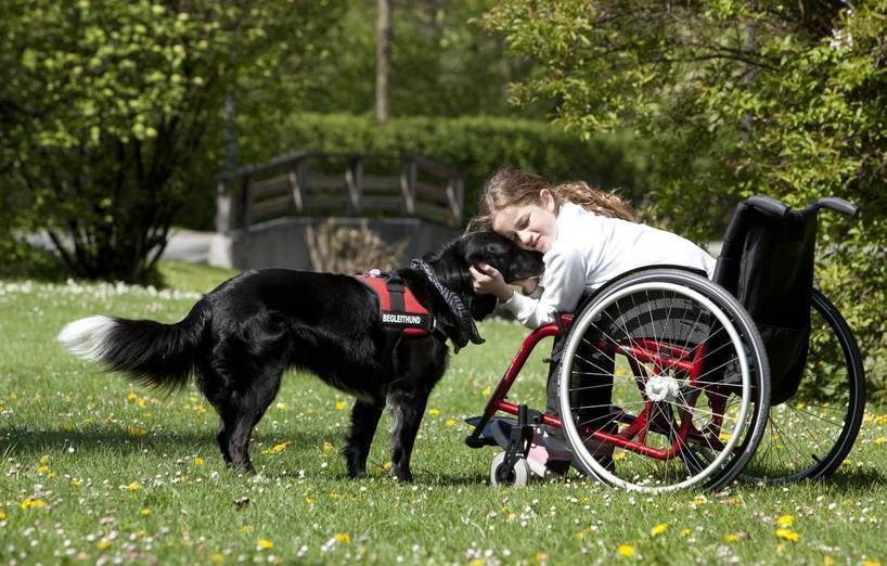 Helfer auf vier Pfoten
