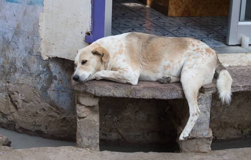 Herrenlose Hunde in Indien