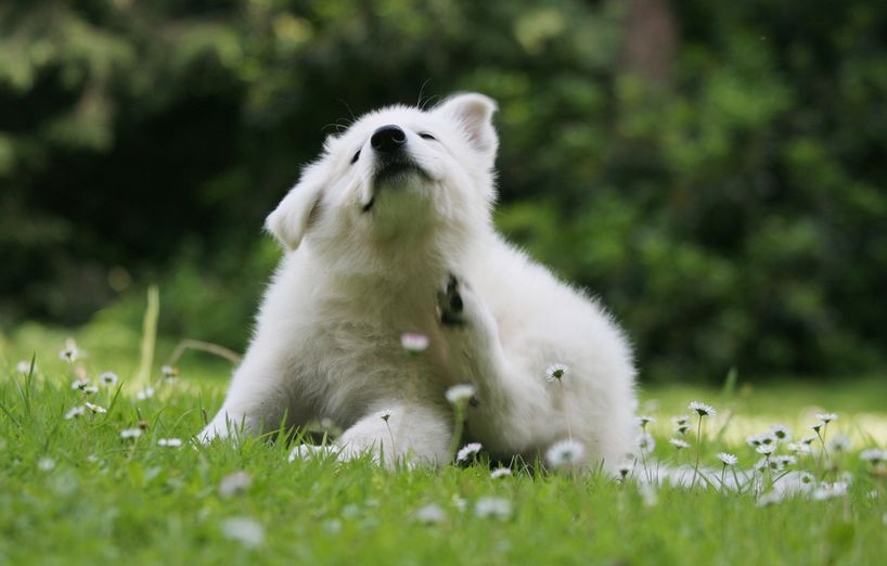 Heuschnupfen beim Hund AGILA
